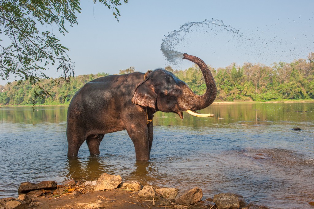 Elephant bathing, Kerala, India